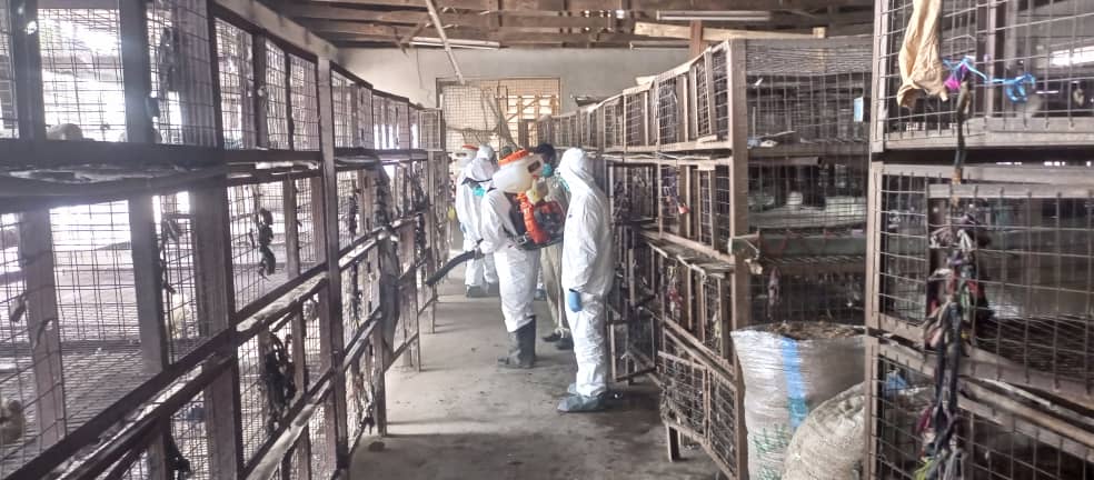 Bird flu: Zamfara begins disinfection of Live bird markets, poultry farms