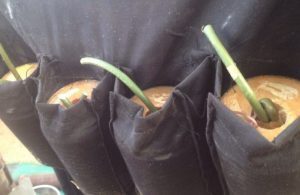 Suicide-bomb-vest-duly-primed-by-the-terrorists-690×449