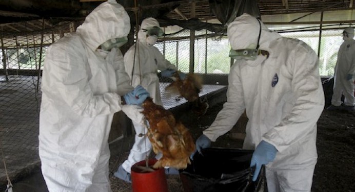 Mozambique bans poultry products from Zimbabwe
