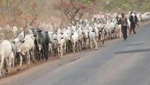 Herdsmen-TVCNews