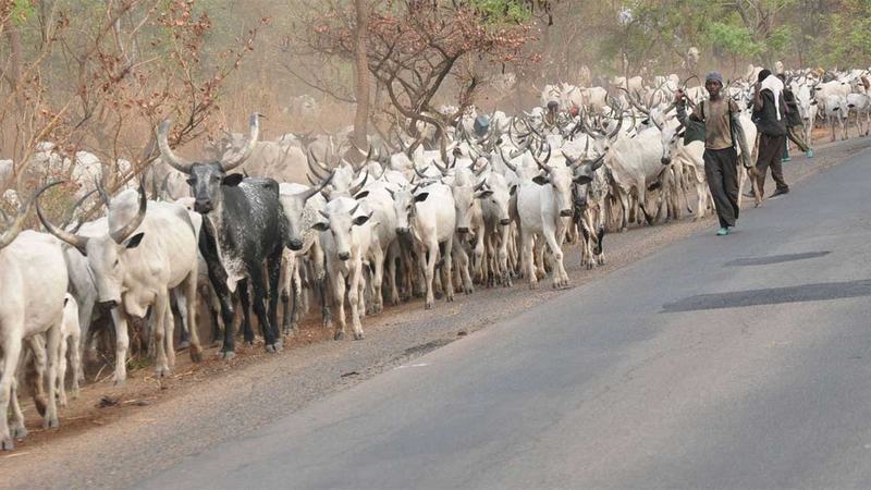 Herdsmen-TVCNews