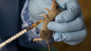 Ebonyi Lassa fever