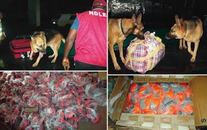 NDLEA-sniffer-dogs-detect-N351m-heroin-in-footballs-rugs