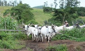 Open-Grazing-TVCNews