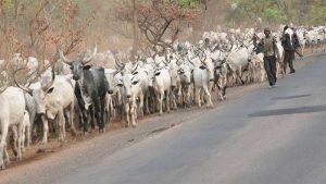 Herdsmen-TVCNews