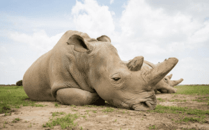 White rhino – TVC