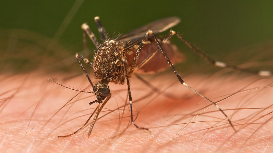 Mosquito_Tasmania_crop