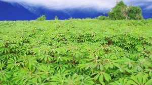 cassava-farm