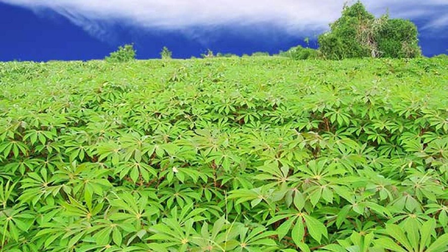 cassava-farm