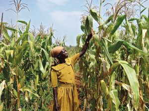 Farmers urged to practice intensive agriculture by getting quality seeds