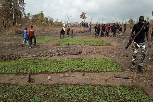 NDLEA  CANNABIS BUST