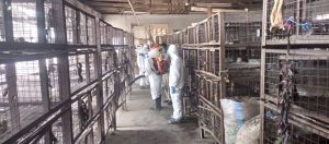 Bird flu: Zamfara begins disinfection of Live bird markets, poultry farms