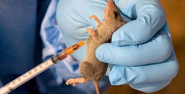 Lassa Fever in Jigawa
